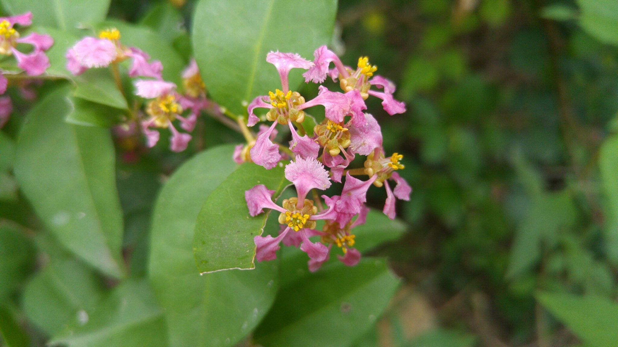 Malpighia glabra